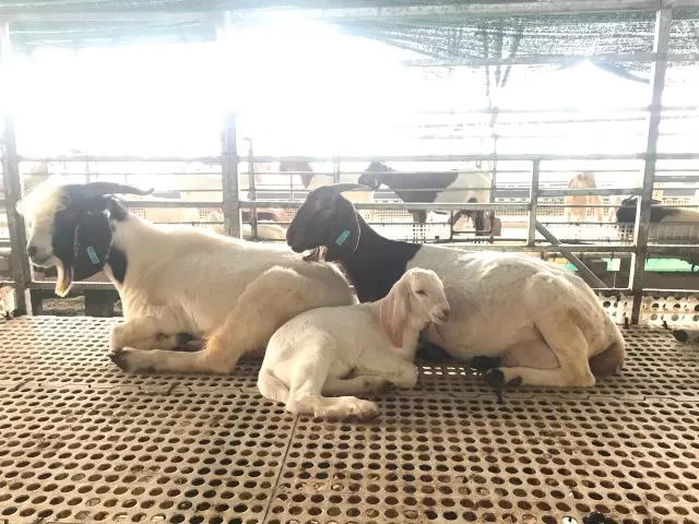 Về hoạt động chăn nuôi dê tại Nông trại Ngũ Thường - Đồng Phú, Bình Phước
